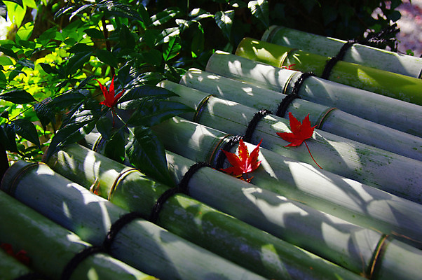 포토 JPG 주간 식물 계절 단풍 잎 자연 나뭇잎 그림자 사람없음 야외 가을풍경 가을 대나무 국내포토 자연요소 나무 풍경 생태계 파일형식 가을_계절