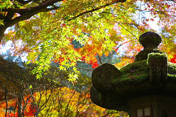 포토 JPG 주간 나무 식물 단풍 자연 단풍나무 나뭇잎 이끼 풍경 사람없음 야외 아웃포커스 가을풍경 일본 가을 석등 교토 국내포토 자연요소 계절 아시아 잎 촬영기법 생태계 파일형식 가을_계절