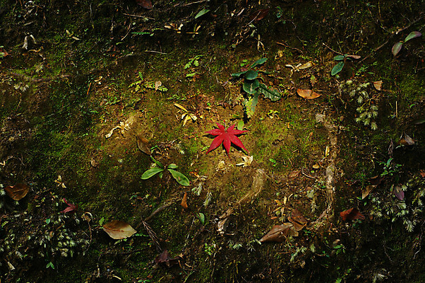 포토 JPG 주간 식물 계절 단풍 낙엽 자연 나뭇잎 이끼 풍경 사람없음 야외 가을풍경 가을 국내포토 자연요소 잎 생태계 파일형식 가을_계절