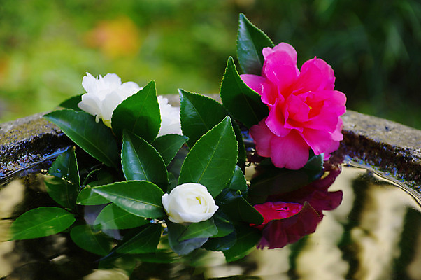 포토 JPG 주간 식물 꽃 분홍색 컬러 잎 자연 근접촬영 사람없음 야외 아웃포커스 물 흰색 국내포토 자연요소 뷰포인트 촬영기법 생태계 파일형식