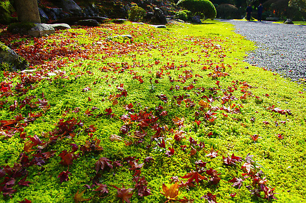 포토 JPG 주간 식물 단풍 낙엽 잎 자연 나뭇잎 이끼 풍경 사람없음 야외 가을풍경 일본 가을 교토 국내포토 자연요소 계절 아시아 생태계 파일형식 가을_계절