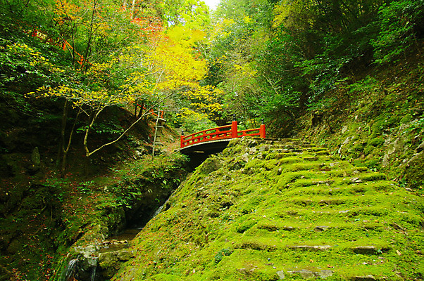 포토 JPG 주간 나무 식물 컬러 자연 이끼 풍경 사람없음 야외 초록색 일본 숲속 숲 교토 가교 국내포토 자연요소 건축물 아시아 생태계 파일형식