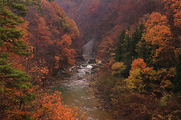 포토 JPG 주간 나무 식물 계절 단풍 자연 산 풍경 사람없음 야외 물 가을풍경 계곡 가을 숲 국내포토 자연요소 잎 생태계 파일형식 가을_계절
