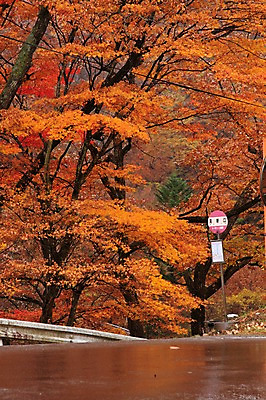 포토 JPG 주간 나무 식물 계절 단풍 자연 풍경 사람없음 야외 가을풍경 가을 표지판 국내포토 자연요소 잎 알림판 생태계 파일형식 가을_계절