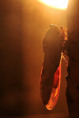 포토 JPG 동물 한마리 곤충 자연 근접촬영 사람없음 야외 빛 벌레 매미 국내포토 1 뷰포인트 생태계 파일형식