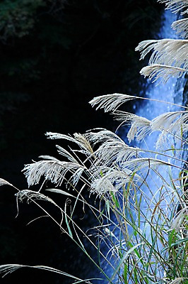 포토 JPG 주간 식물 자연 갈대 풍경 사람없음 야외 계곡 풀 억새 국내포토 자연요소 생태계 파일형식
