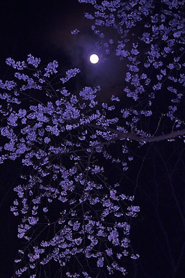 포토 JPG 나무 식물 꽃 자연 밤하늘 하늘 꽃나무 풍경 사람없음 야외 보름달 달 국내포토 자연요소 야간 생태계 파일형식