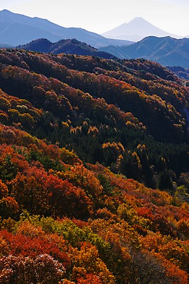 포토 JPG 주간 나무 식물 계절 단풍 자연 산 풍경 사람없음 야외 가을풍경 가을 숲 국내포토 자연요소 잎 생태계 파일형식 가을_계절