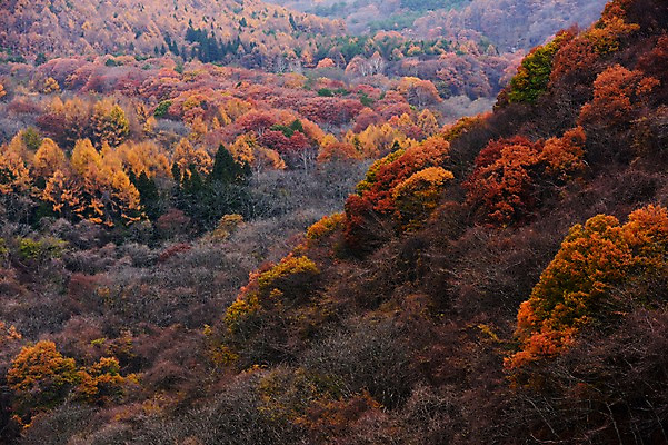 포토 JPG 주간 나무 식물 계절 단풍 자연 산 풍경 사람없음 야외 가을풍경 가을 숲 국내포토 자연요소 잎 생태계 파일형식 가을_계절