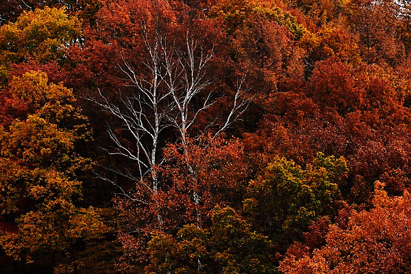 포토 JPG 주간 나무 식물 계절 백그라운드 단풍 자연 산 풍경 사람없음 야외 가을풍경 가을 숲 국내포토 자연요소 잎 생태계 파일형식 가을_계절