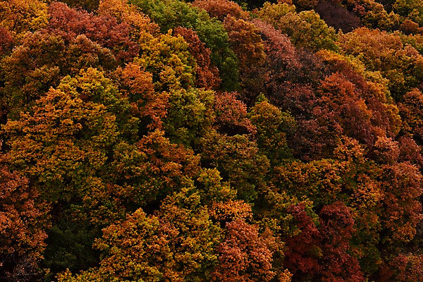 포토 JPG 주간 나무 식물 계절 백그라운드 단풍 자연 산 풍경 사람없음 야외 가을풍경 가을 숲 국내포토 자연요소 잎 생태계 파일형식 가을_계절