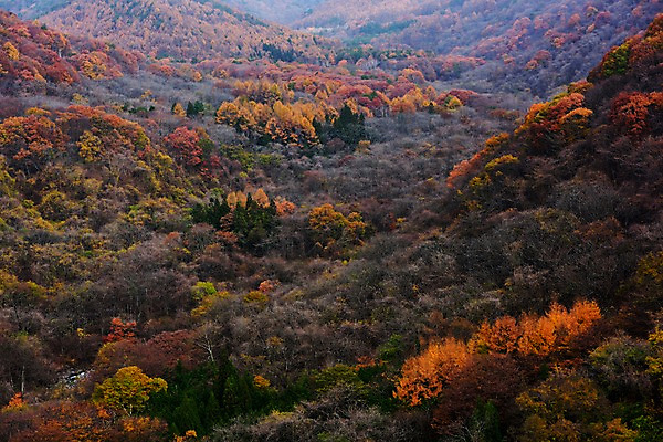 포토 JPG 주간 나무 식물 계절 단풍 자연 산 풍경 사람없음 야외 가을풍경 가을 숲 국내포토 자연요소 잎 생태계 파일형식 가을_계절