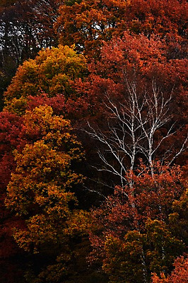 포토 JPG 주간 나무 식물 계절 단풍 자연 풍경 사람없음 야외 가을풍경 가을 숲 국내포토 자연요소 잎 생태계 파일형식 가을_계절