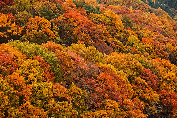 포토 JPG 주간 나무 식물 계절 백그라운드 단풍 자연 산 풍경 사람없음 야외 가을풍경 가을 숲 국내포토 자연요소 잎 생태계 파일형식 가을_계절