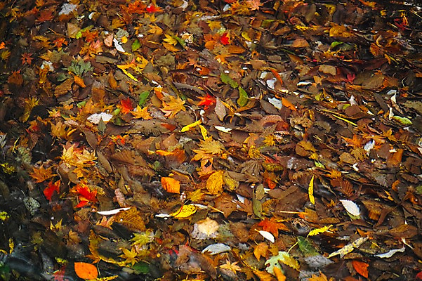 포토 JPG 주간 식물 계절 백그라운드 단풍 낙엽 잎 자연 나뭇잎 풍경 사람없음 야외 가을풍경 가을 국내포토 자연요소 생태계 파일형식 가을_계절