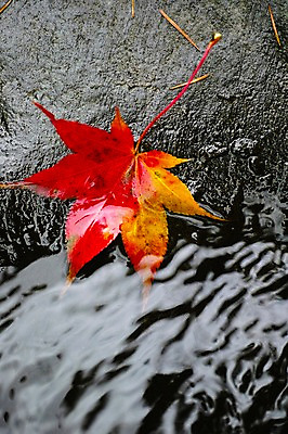 포토 JPG 주간 식물 계절 단풍 낙엽 잎 자연 나뭇잎 근접촬영 사람없음 야외 물 가을풍경 계곡 가을 돌_바위 국내포토 자연요소 뷰포인트 풍경 생태계 파일형식 가을_계절