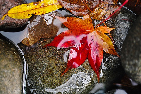 포토 JPG 주간 식물 계절 단풍 낙엽 잎 자연 나뭇잎 근접촬영 사람없음 야외 물 가을풍경 계곡 가을 돌_바위 국내포토 자연요소 뷰포인트 풍경 생태계 파일형식 가을_계절