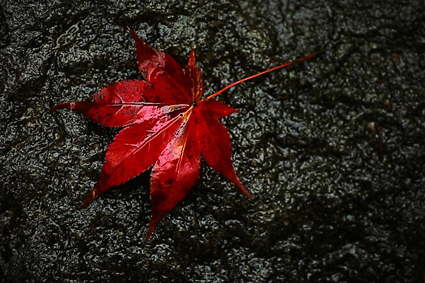 포토 JPG 식물 계절 단풍 낙엽 자연 나뭇잎 근접촬영 사람없음 가을풍경 촉촉함 가을 돌_바위 국내포토 뷰포인트 잎 풍경 젖음 생태계 파일형식 가을_계절