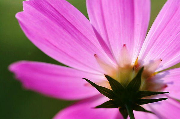 포토 JPG 주간 식물 꽃잎 꽃 분홍색 컬러 한송이 자연 근접촬영 사람없음 야외 아웃포커스 코스모스 국내포토 자연요소 1 뷰포인트 촬영기법 생태계 송이 파일형식