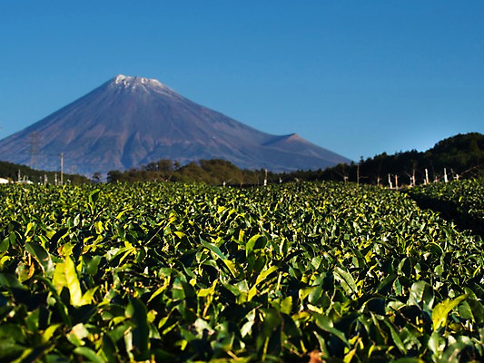 포토 JPG 주간 식물 해외풍경 잎 밭 자연 하늘 산 풍경 사람없음 야외 일본 차밭 차잎 국내포토 자연요소 해외 아시아 농업 생태계 파일형식