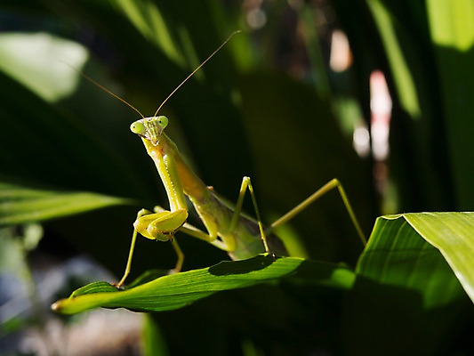포토 JPG 주간 식물 동물 한마리 곤충 자연 나뭇잎 근접촬영 사람없음 야외 아웃포커스 벌레 사마귀 국내포토 자연요소 1 뷰포인트 잎 촬영기법 생태계 파일형식