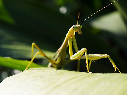 포토 JPG 주간 식물 동물 한마리 곤충 자연 나뭇잎 근접촬영 사람없음 야외 아웃포커스 벌레 사마귀 국내포토 자연요소 1 뷰포인트 잎 촬영기법 생태계 파일형식
