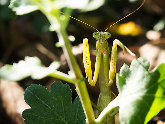 포토 JPG 주간 식물 동물 한마리 곤충 자연 나뭇잎 근접촬영 사람없음 야외 아웃포커스 벌레 사마귀 국내포토 자연요소 1 뷰포인트 잎 촬영기법 생태계 파일형식
