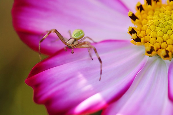 포토 JPG 식물 동물 한마리 꽃잎 꽃 분홍색 컬러 곤충 한송이 자연 근접촬영 사람없음 아웃포커스 꽃술_꽃 벌레 거미 국내포토 1 뷰포인트 촬영기법 생태계 송이 파일형식