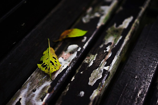 포토 JPG 주간 나무 식물 낙엽 잎 자연 나뭇잎 사람없음 야외 아웃포커스 벌레먹은 국내포토 자연요소 촬영기법 생태계 파일형식