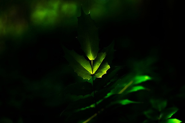 포토 JPG 식물 컬러 잎 자연 나뭇잎 사람없음 야외 아웃포커스 초록색 햇빛 국내포토 촬영기법 태양 생태계 파일형식