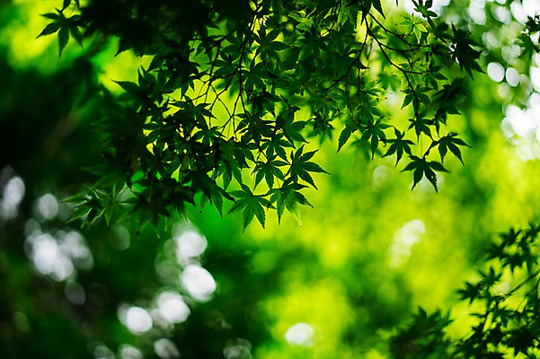 포토 JPG 주간 식물 컬러 단풍 잎 자연 단풍나무 나뭇잎 사람없음 야외 아웃포커스 초록색 나뭇가지 국내포토 자연요소 나무 촬영기법 생태계 파일형식