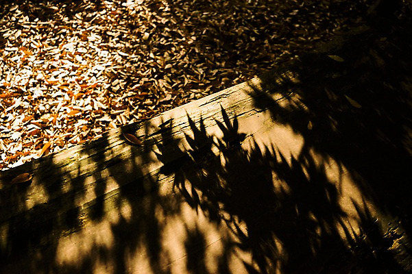 포토 JPG 주간 식물 계절 낙엽 잎 자연 나뭇잎 그림자 사람없음 야외 가을풍경 가을 국내포토 자연요소 풍경 생태계 파일형식 가을_계절