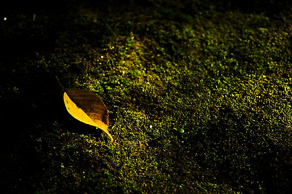 포토 JPG 주간 식물 낙엽 잎 자연 나뭇잎 이끼 사람없음 야외 아웃포커스 햇빛 국내포토 자연요소 촬영기법 태양 생태계 파일형식