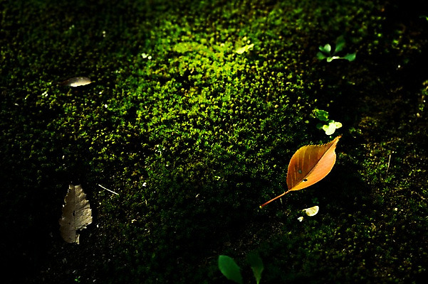 포토 JPG 주간 식물 낙엽 잎 자연 나뭇잎 이끼 사람없음 야외 아웃포커스 국내포토 자연요소 촬영기법 생태계 파일형식