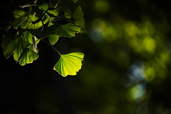 포토 JPG 주간 식물 잎 자연 나뭇잎 사람없음 야외 아웃포커스 햇빛 나뭇가지 은행잎 은행나무 국내포토 자연요소 나무 촬영기법 태양 생태계 파일형식