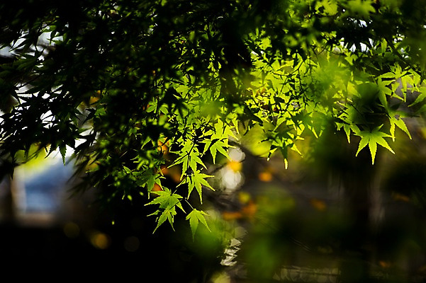 포토 JPG 주간 나무 식물 단풍 잎 자연 단풍나무 나뭇잎 사람없음 야외 아웃포커스 햇빛 국내포토 자연요소 촬영기법 태양 생태계 파일형식