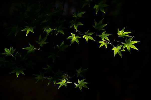 포토 JPG 주간 식물 단풍 잎 자연 단풍나무 나뭇잎 사람없음 야외 빛 나뭇가지 국내포토 자연요소 나무 생태계 파일형식