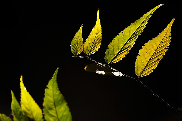 포토 JPG 주간 식물 잎 자연 나뭇잎 사람없음 야외 나뭇가지 국내포토 자연요소 나무 생태계 파일형식