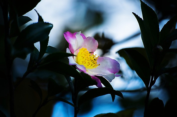 포토 JPG 주간 식물 꽃 잎 한송이 자연 근접촬영 사람없음 야외 아웃포커스 국내포토 자연요소 1 뷰포인트 촬영기법 생태계 송이 파일형식