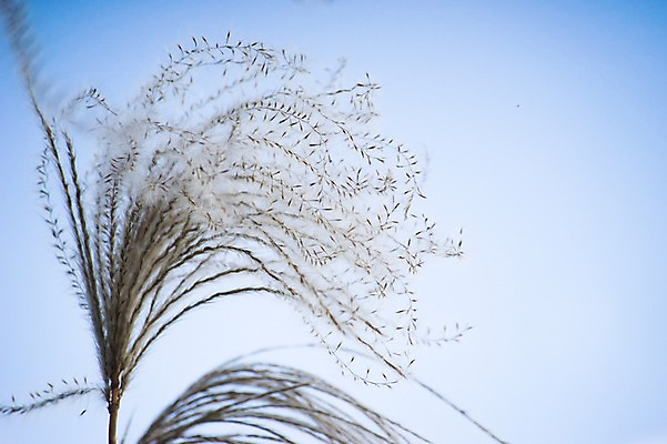 포토 JPG 주간 식물 자연 하늘 갈대 사람없음 야외 아웃포커스 풀 억새 국내포토 자연요소 촬영기법 생태계 파일형식