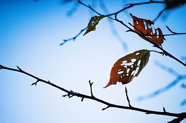 포토 JPG 식물 자연 사람없음 국내포토 생태계 파일형식
