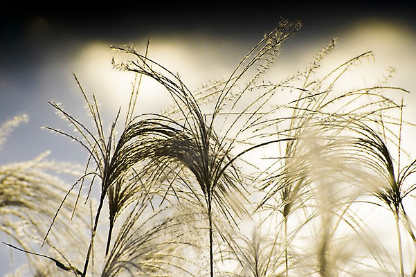 포토 JPG 주간 식물 자연 갈대 사람없음 야외 아웃포커스 풀 억새 국내포토 자연요소 촬영기법 생태계 파일형식