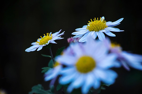 포토 JPG 주간 식물 꽃 여러송이 자연 근접촬영 사람없음 야외 아웃포커스 국내포토 자연요소 뷰포인트 다수 촬영기법 생태계 파일형식