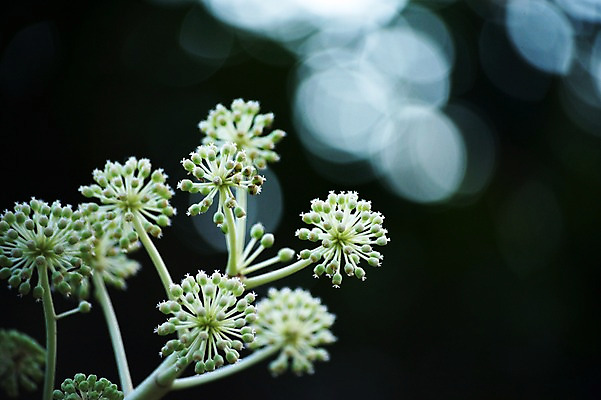 포토 JPG 주간 식물 꽃 여러송이 자연 근접촬영 사람없음 야외 아웃포커스 국내포토 자연요소 뷰포인트 다수 촬영기법 생태계 파일형식