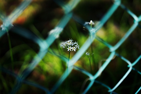 포토 JPG 주간 식물 꽃 컬러 여러송이 자연 사람없음 야외 아웃포커스 흰색 철조망 국내포토 자연요소 다수 촬영기법 생태계 파일형식