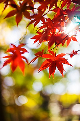 포토 JPG 주간 식물 계절 단풍 잎 자연 단풍나무 나뭇잎 사람없음 야외 아웃포커스 햇빛 가을풍경 가을 국내포토 자연요소 나무 촬영기법 풍경 태양 생태계 파일형식 가을_계절