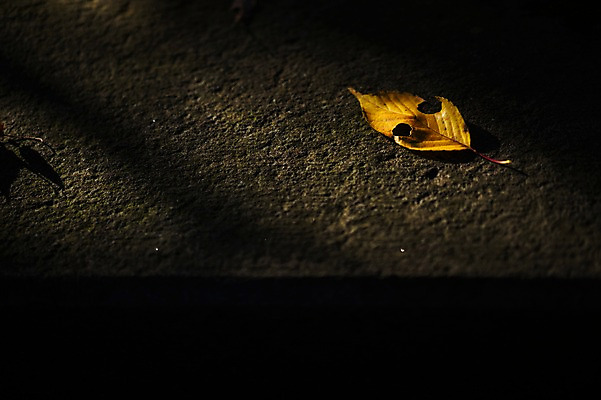 포토 JPG 주간 식물 낙엽 잎 자연 나뭇잎 바닥 그림자 사람없음 야외 국내포토 자연요소 생태계 파일형식