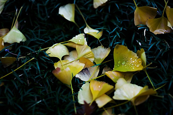 포토 JPG 식물 자연 나뭇잎 잔디 사람없음 물 촉촉함 물방울 풀 이슬 은행잎 국내포토 자연요소 잎 젖음 생태계 파일형식
