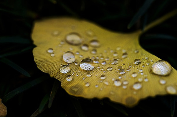 포토 JPG 식물 자연 나뭇잎 근접촬영 사람없음 아웃포커스 물 촉촉함 물방울 이슬 은행잎 국내포토 자연요소 뷰포인트 잎 촬영기법 젖음 생태계 파일형식
