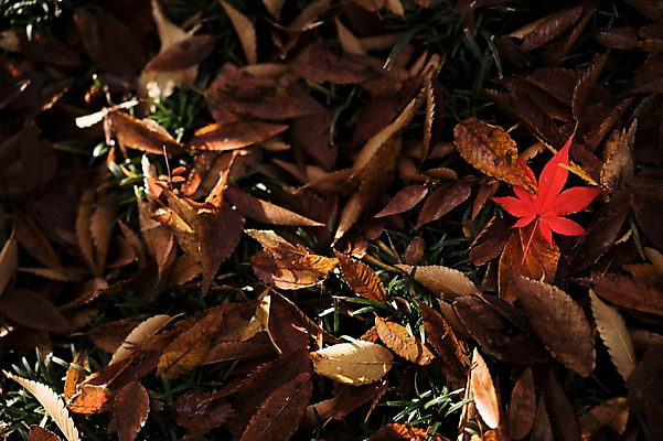 포토 JPG 주간 식물 계절 백그라운드 단풍 낙엽 잎 자연 나뭇잎 사람없음 야외 아웃포커스 가을 국내포토 자연요소 촬영기법 생태계 파일형식